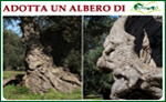 Adotta un albero di Olivinopoli
